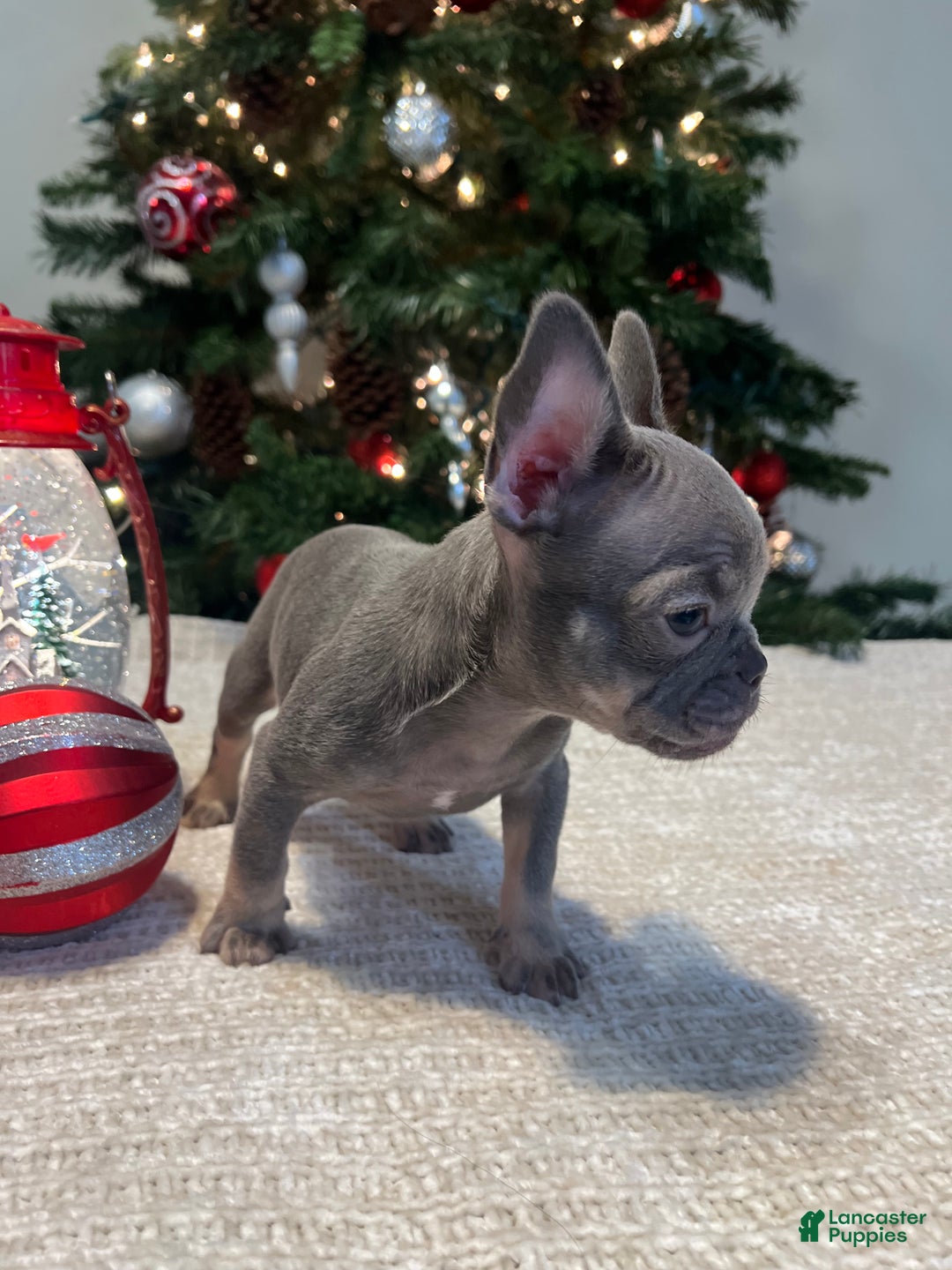 French Bulldog dogs for sale: Bella Akc - Ad 2