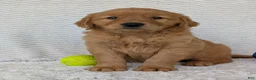 Golden Retriever dogs for sale: Domino  - Ad 8