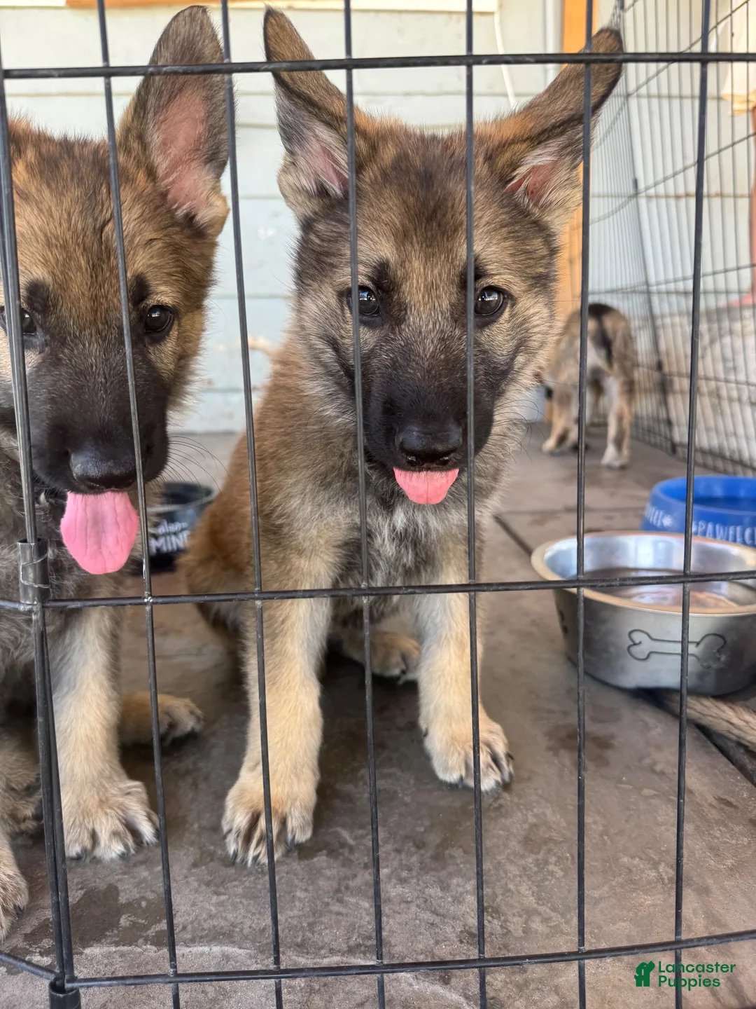 German Shepherd dogs for sale: German Shepherd 1 - Ad 6