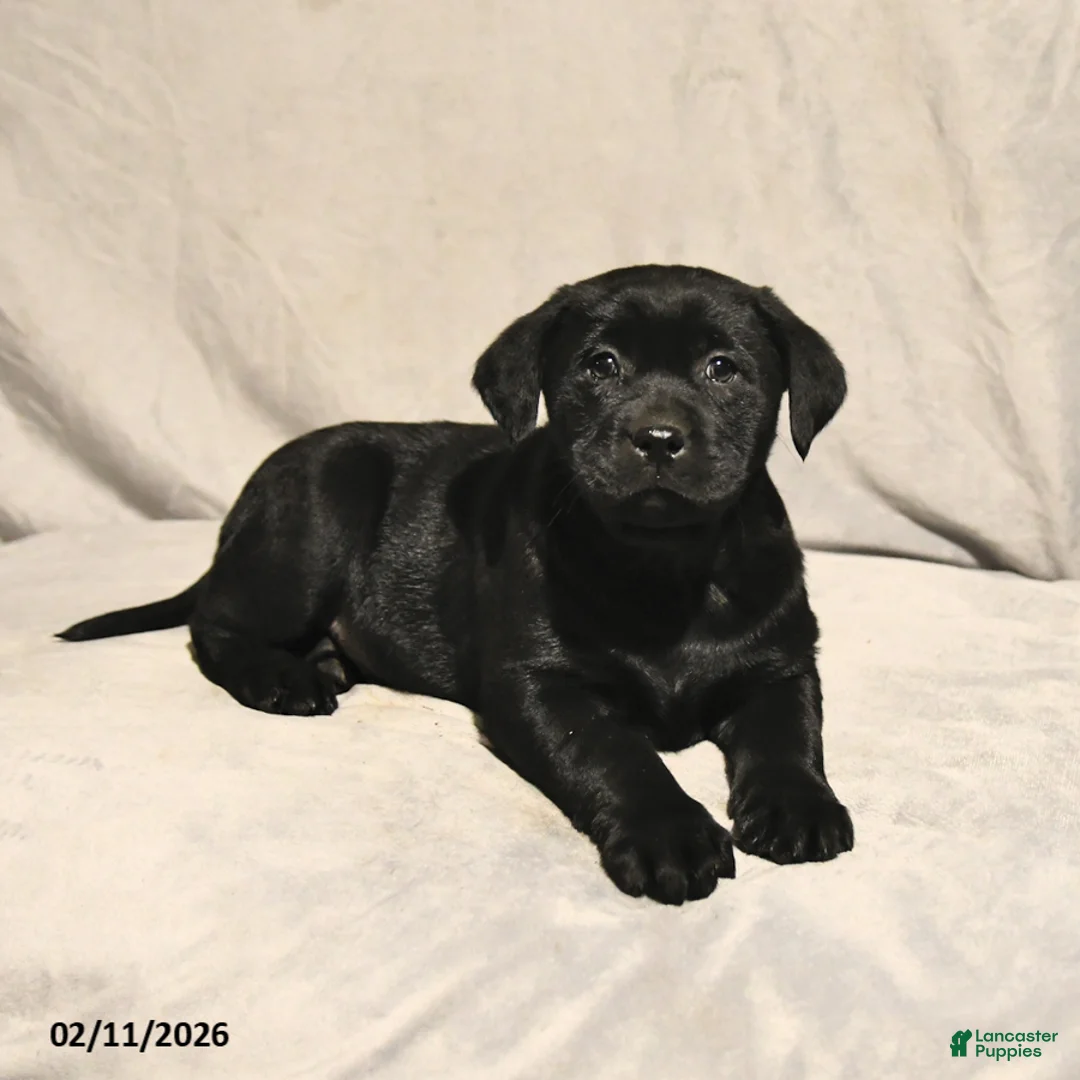 Labrador Retriever dogs for sale: Jett - Ad 3
