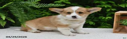 Welsh Corgi Pembroke dogs for sale: Cheri - Ad 3