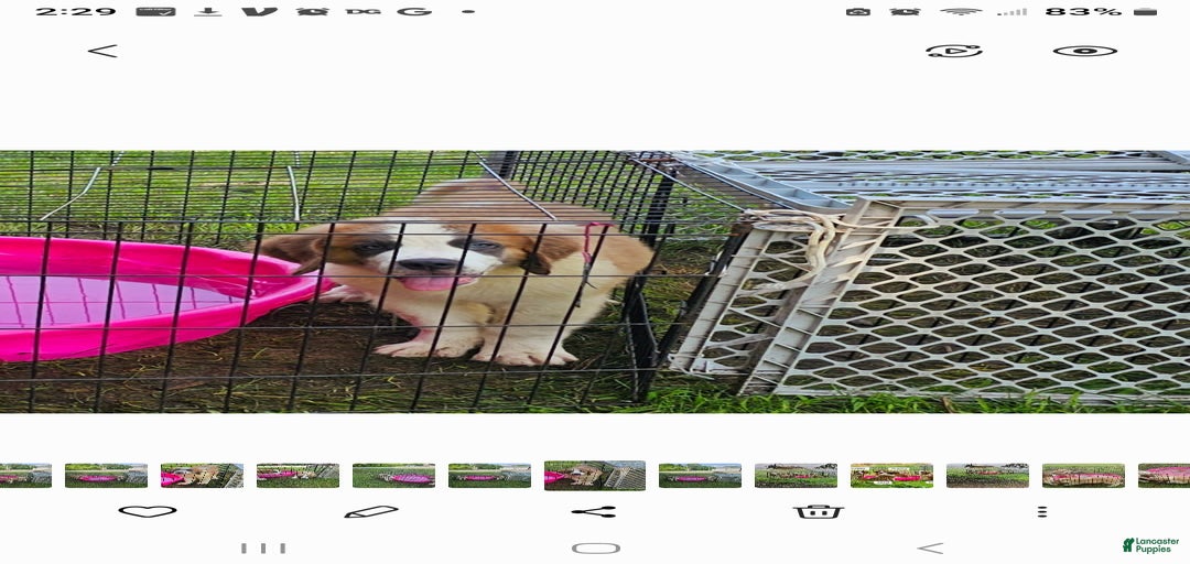 Gallery Image {{count}}