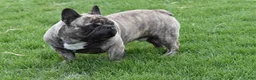 French Bulldog dogs for sale: Jazz - Ad 5