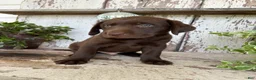 Labrador Retriever dogs for sale: Tucker  - Ad 6