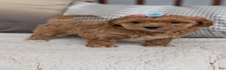Havapoo dogs for sale: Tessa - Ad 8