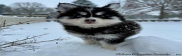 Pomsky dogs for sale: Lumi - Ad 2