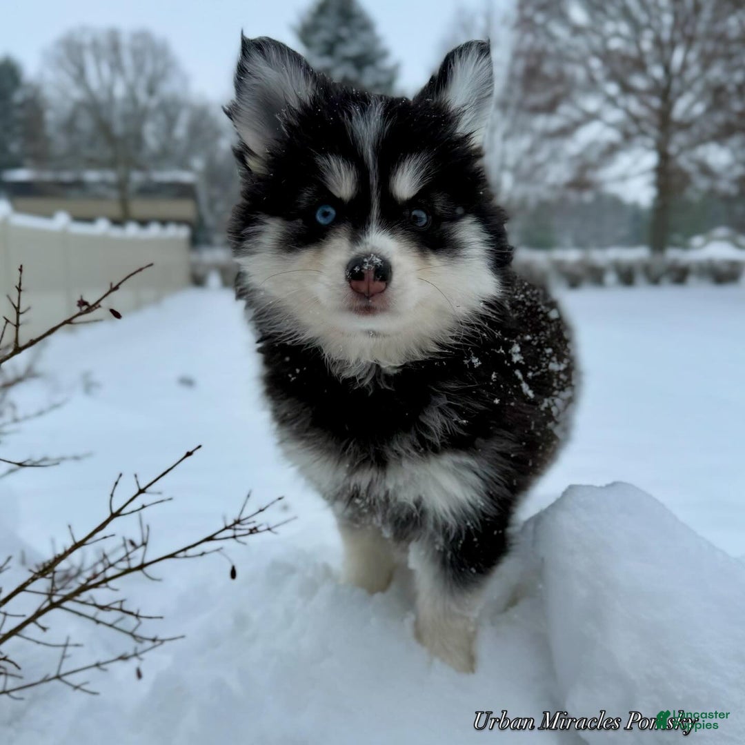 Pomsky dogs for sale: Lumi - Ad 2