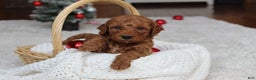 Cavapoochon dogs for sale: Milo - Ad 4