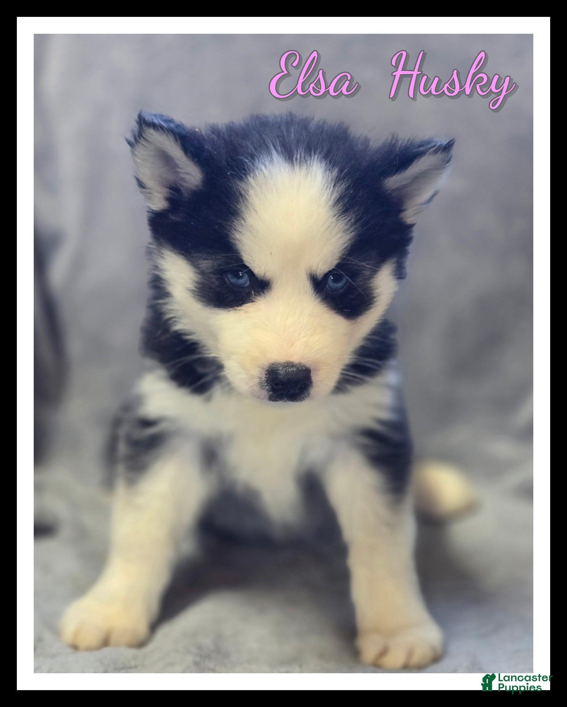 Siberian Husky dogs Elsa - Ad 1