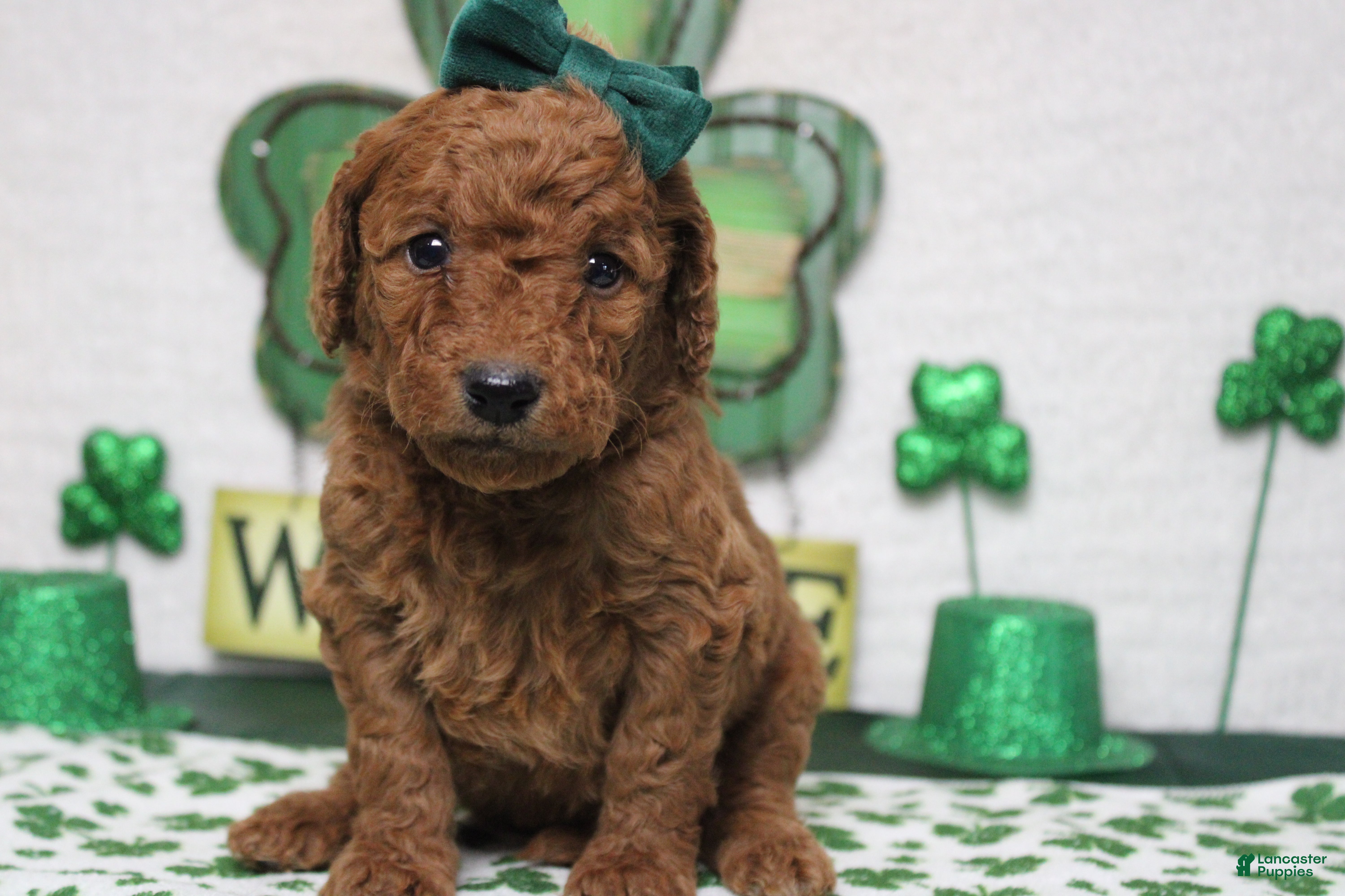 Goldendoodle dogs Pepper - Ad 5