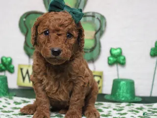 Goldendoodle dogs Pepper - Ad 5