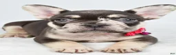 French Bulldog dogs for sale: Oakley - Ad 6