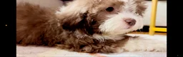 Shorkie dogs for sale: Shorkie 3 - Ad 3