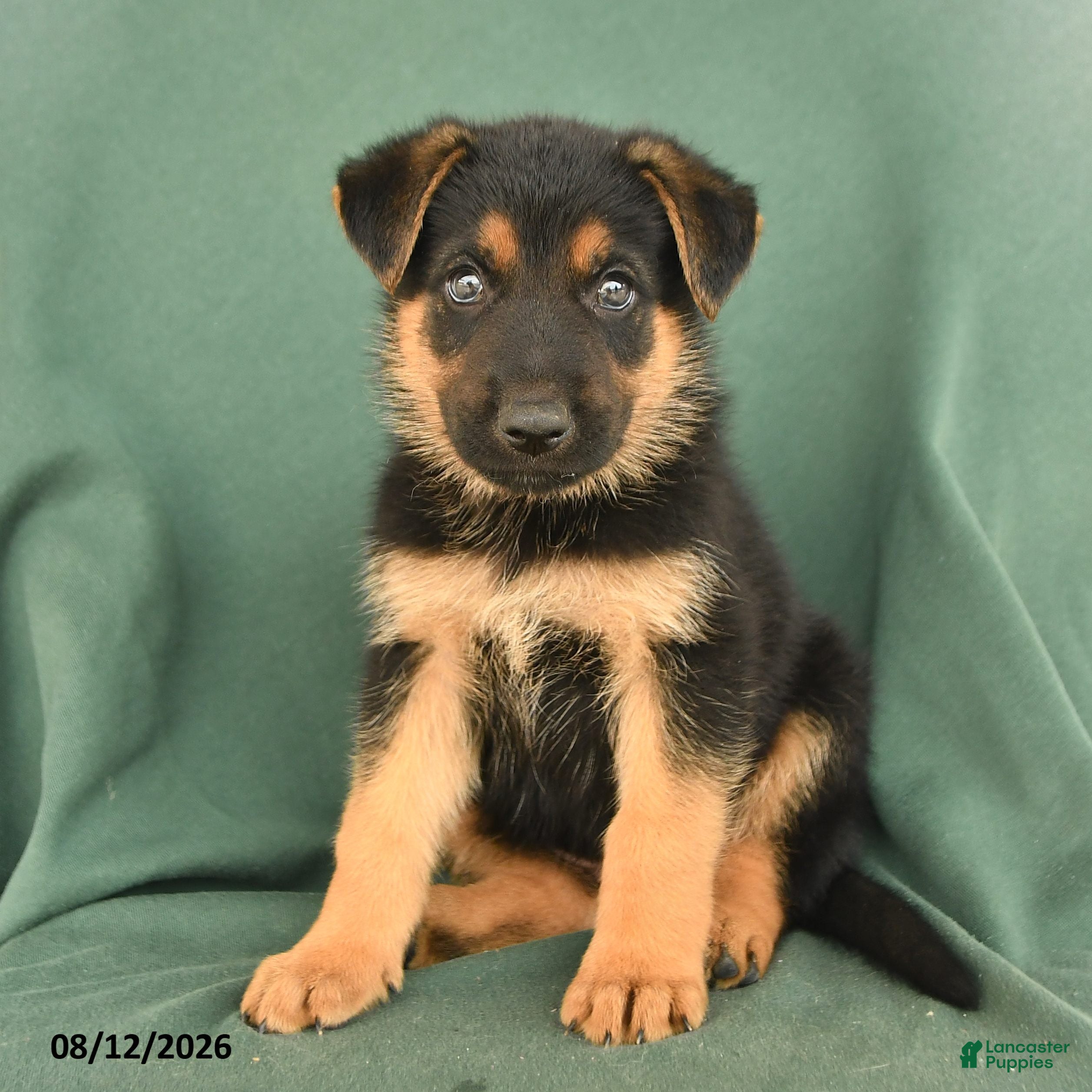 German Shepherd dogs Gus - Ad 2