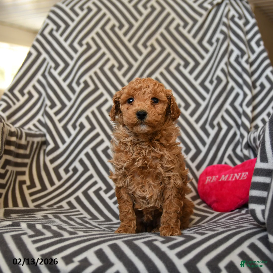 Miniature Poodle dogs for sale: Queenie - Ad 3