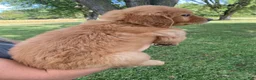 Golden Retriever dogs for sale: Mellow Yellow - Ad 3