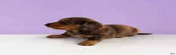 Miniature Dachshund dogs for sale: Tod - Ad 2