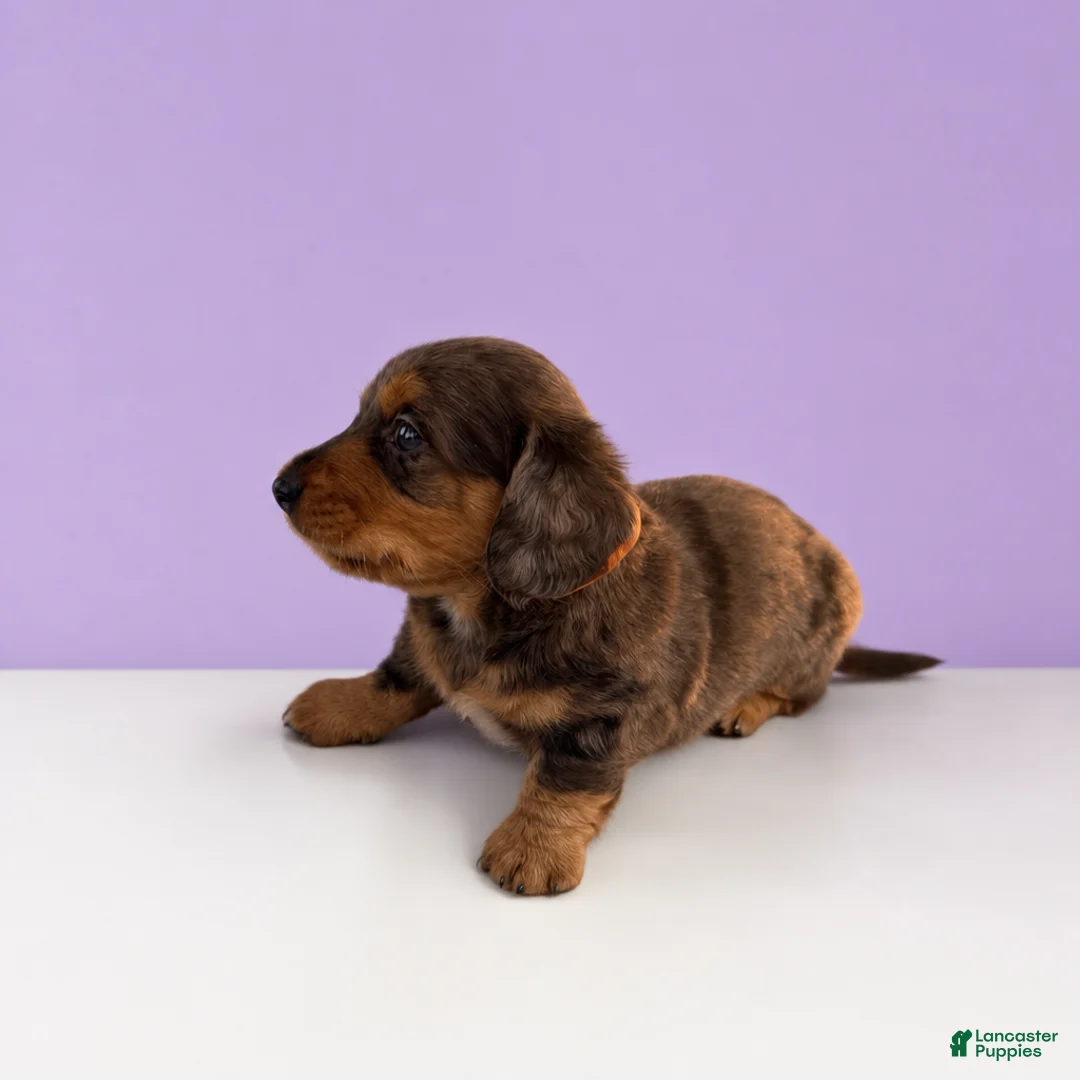 Miniature Dachshund dogs for sale: Tod - Ad 2
