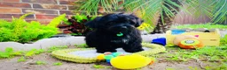 Maltipoo dogs for sale: Baby Yoda - Ad 4
