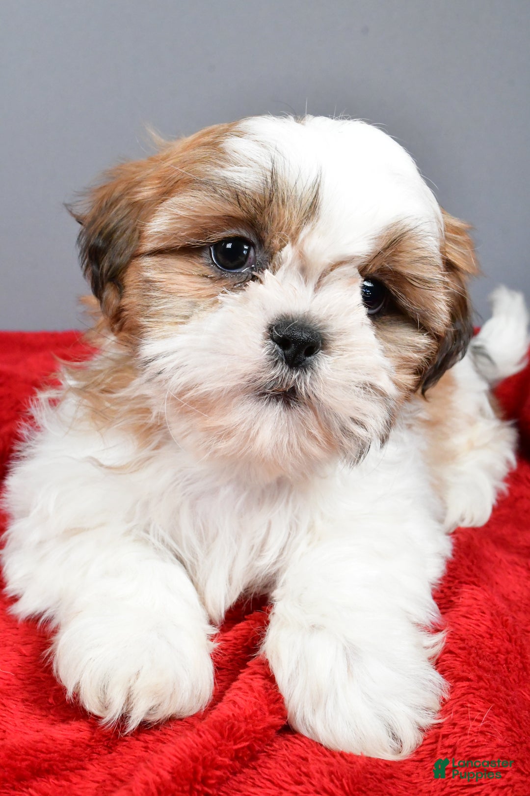 Shih Tzu dogs for sale: Rick - Ad 4