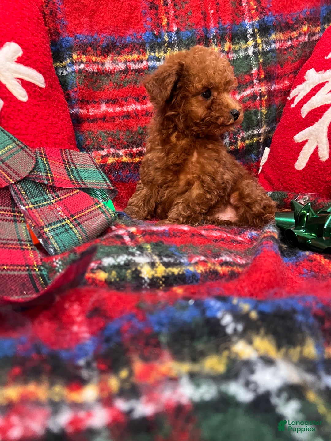 Toy Poodle dogs for sale: Toy Poodle Puppy 2 - Ad 2