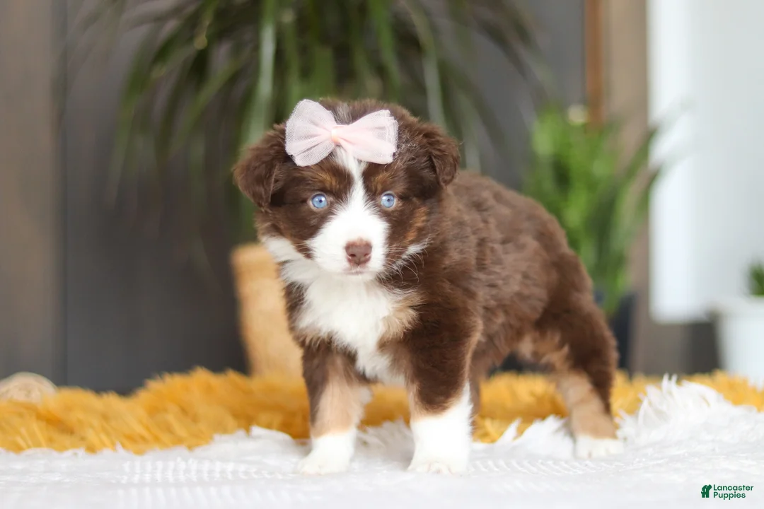 Australian Shepherd dogs for sale: Adelaide - Ad 5