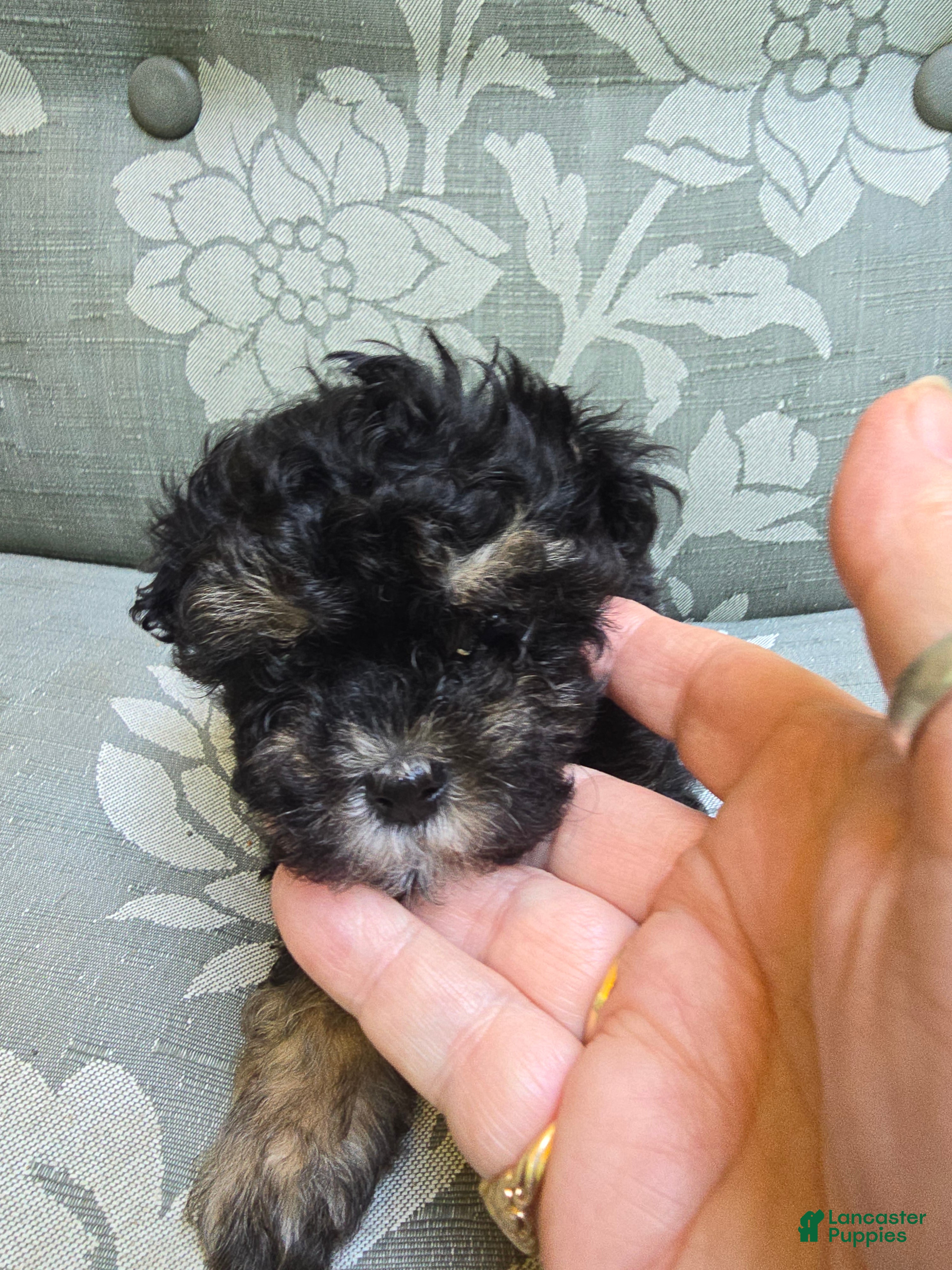 Maltipoo dogs Maltipoo Puppy 4 - Ad 1