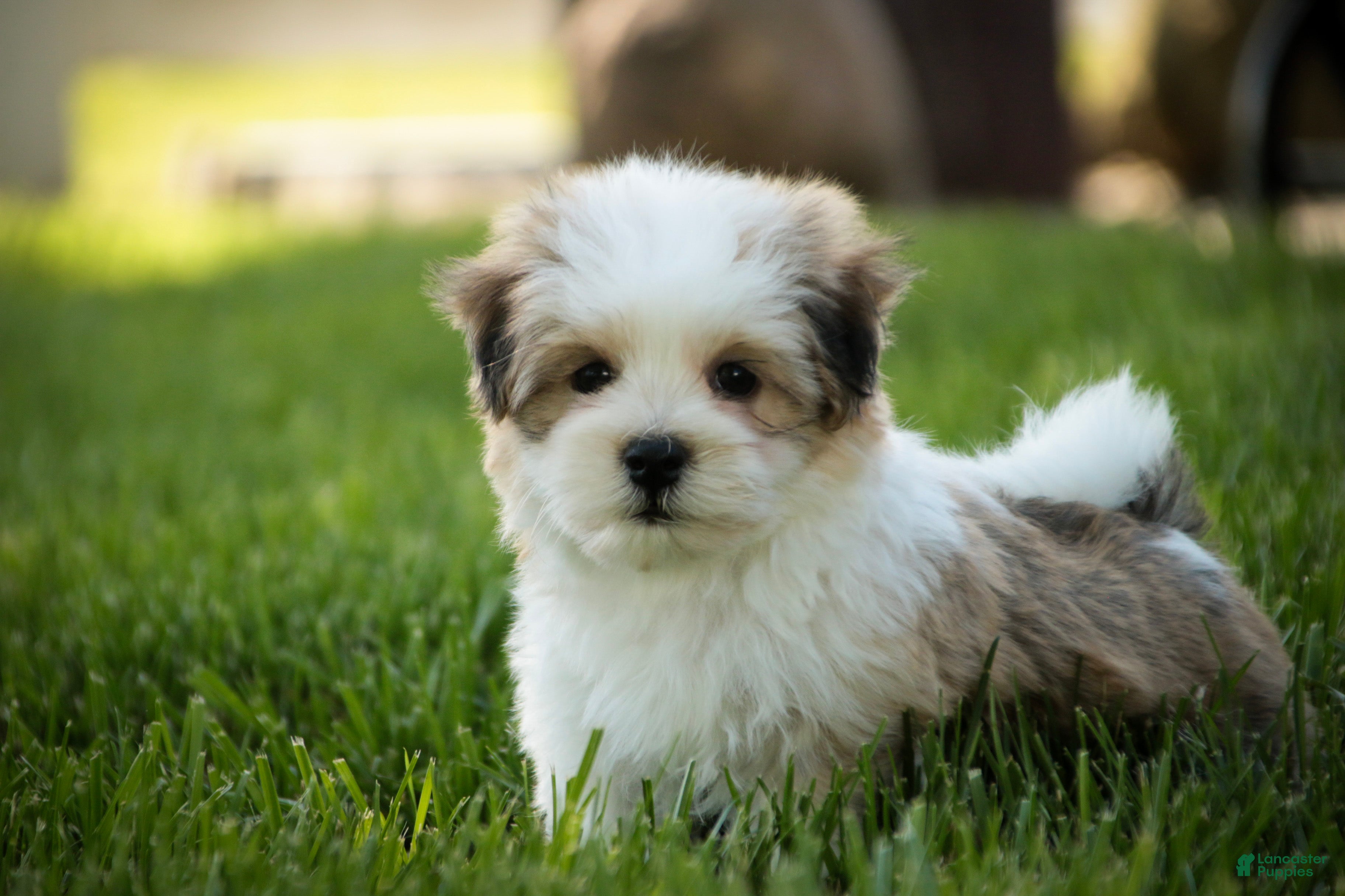 Havanese dogs Erma Havanese Puppy  - Ad 2