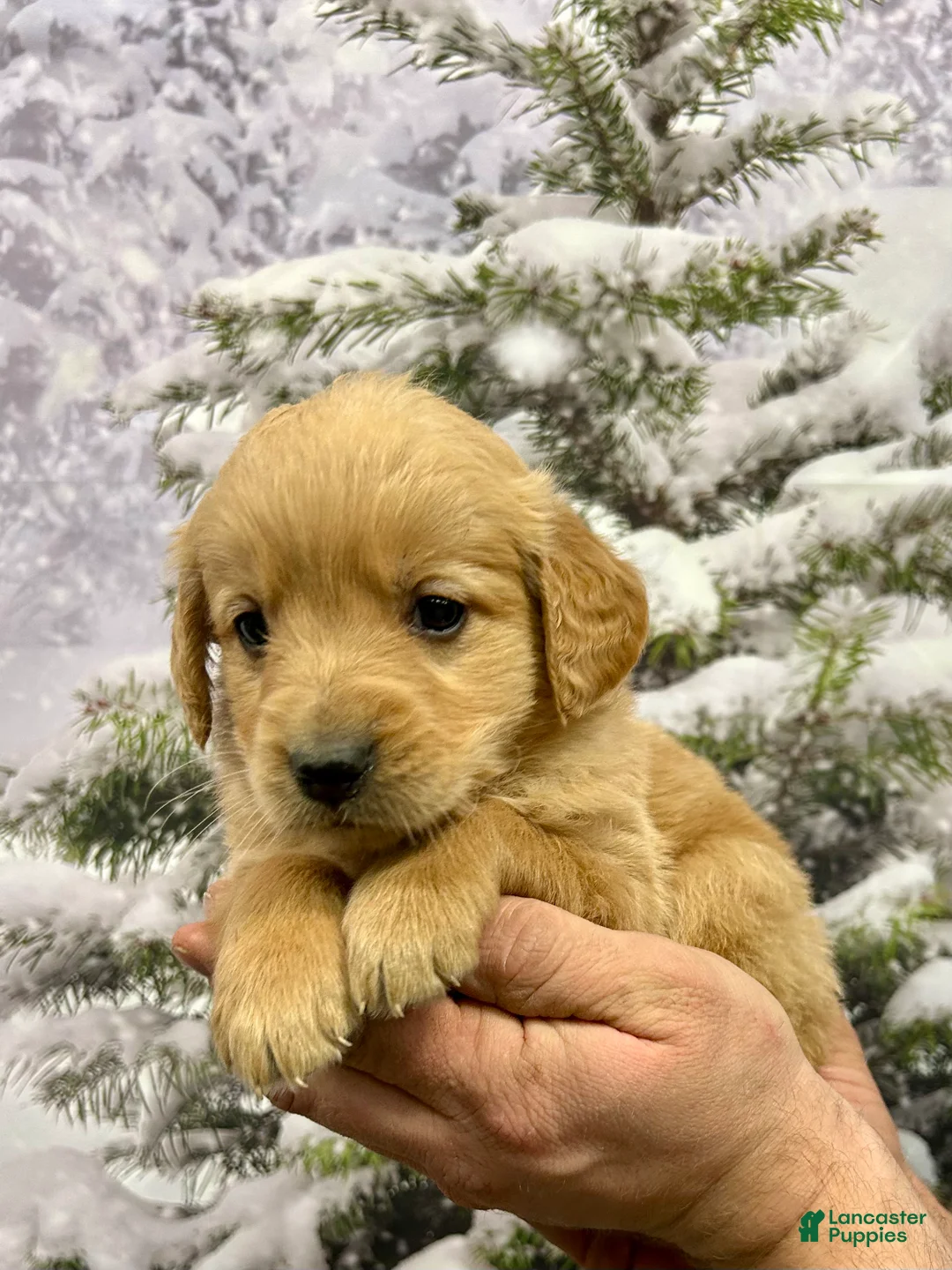 Golden Retriever dogs for sale: Rascal  - Ad 6