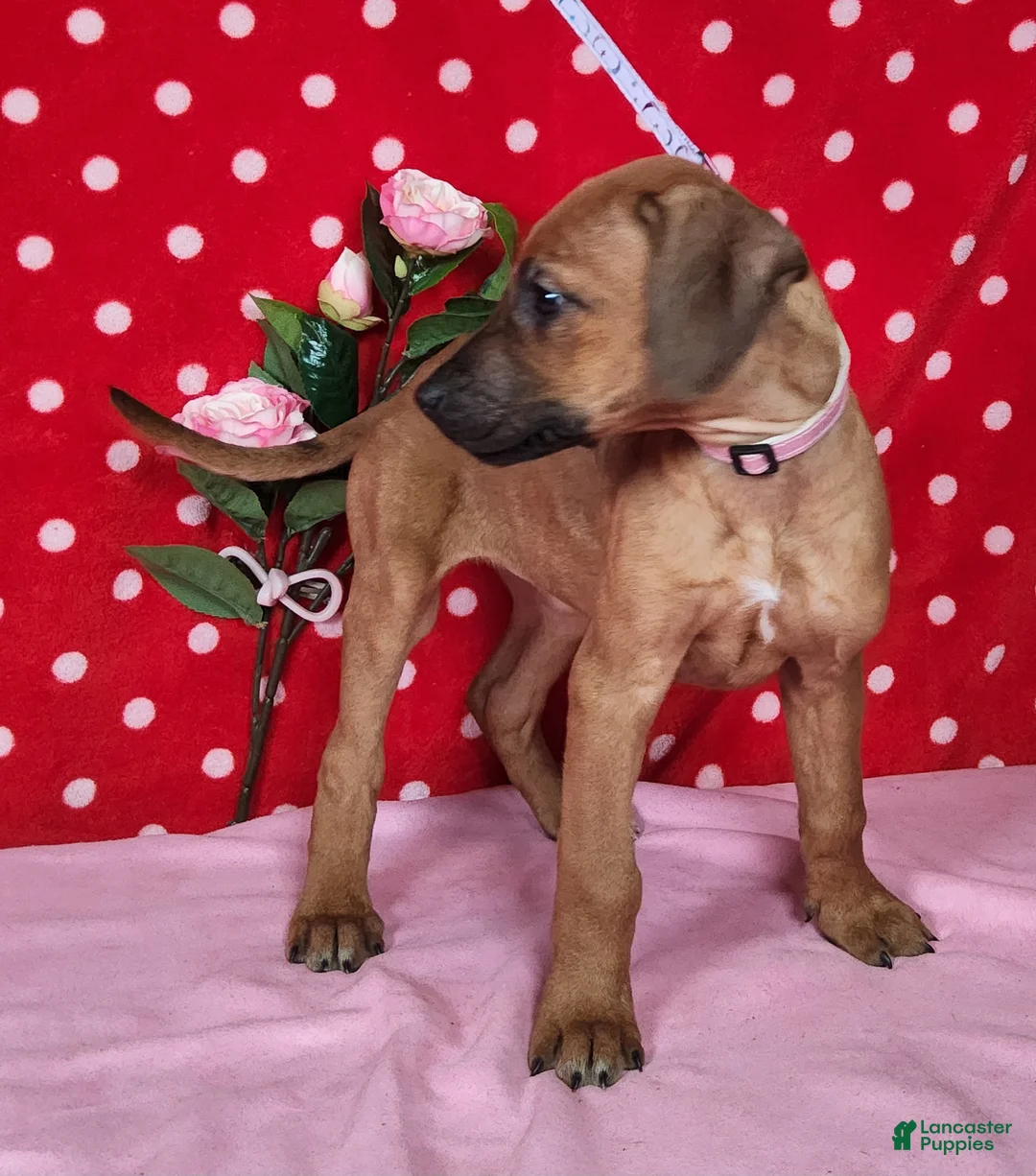 Rhodesian Ridgeback dogs for sale: Gracie - Ad 9