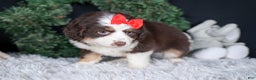 Miniature Australian Shepherd dogs for sale: SALLY - Ad 16