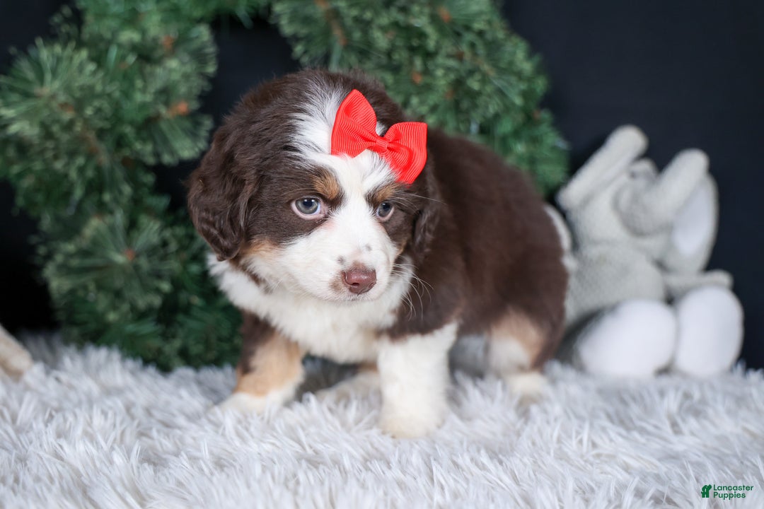 Miniature Australian Shepherd dogs for sale: SALLY - Ad 16
