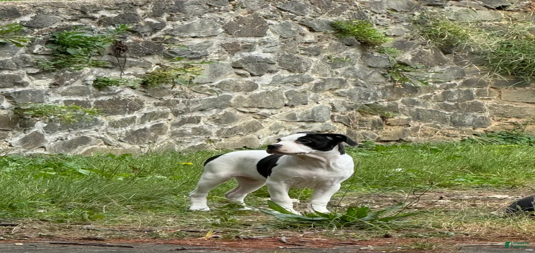 Gallery Image {{count}}