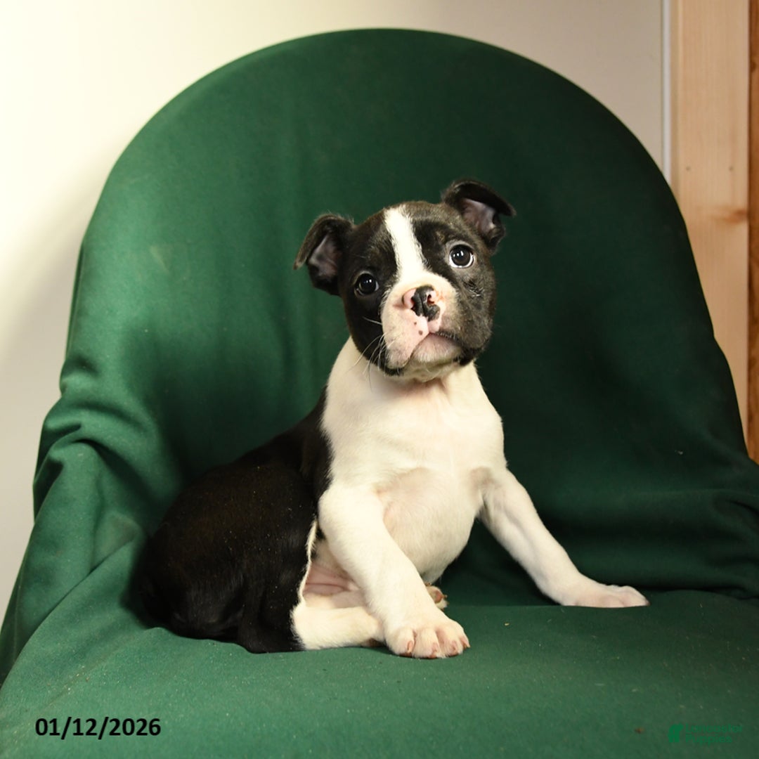 Boston Terrier dogs for sale: Floyd - Ad 2