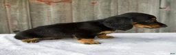 Miniature Dachshund dogs for sale: Mira - Ad 6