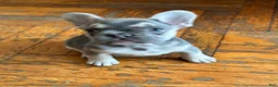 French Bulldog dogs for sale: Jelly 2 - Ad 3