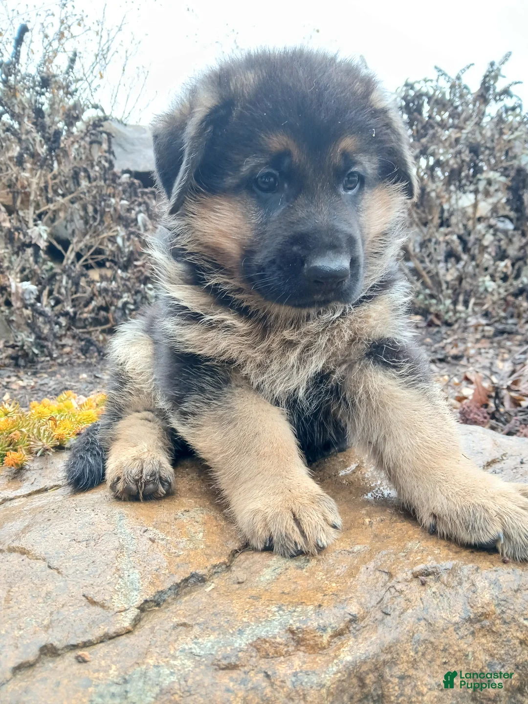 German Shepherd dogs for sale: Titan - Ad 1