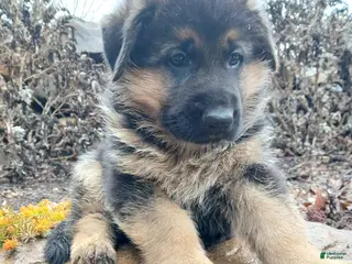 German Shepherd dogs for sale: Titan - Ad 1