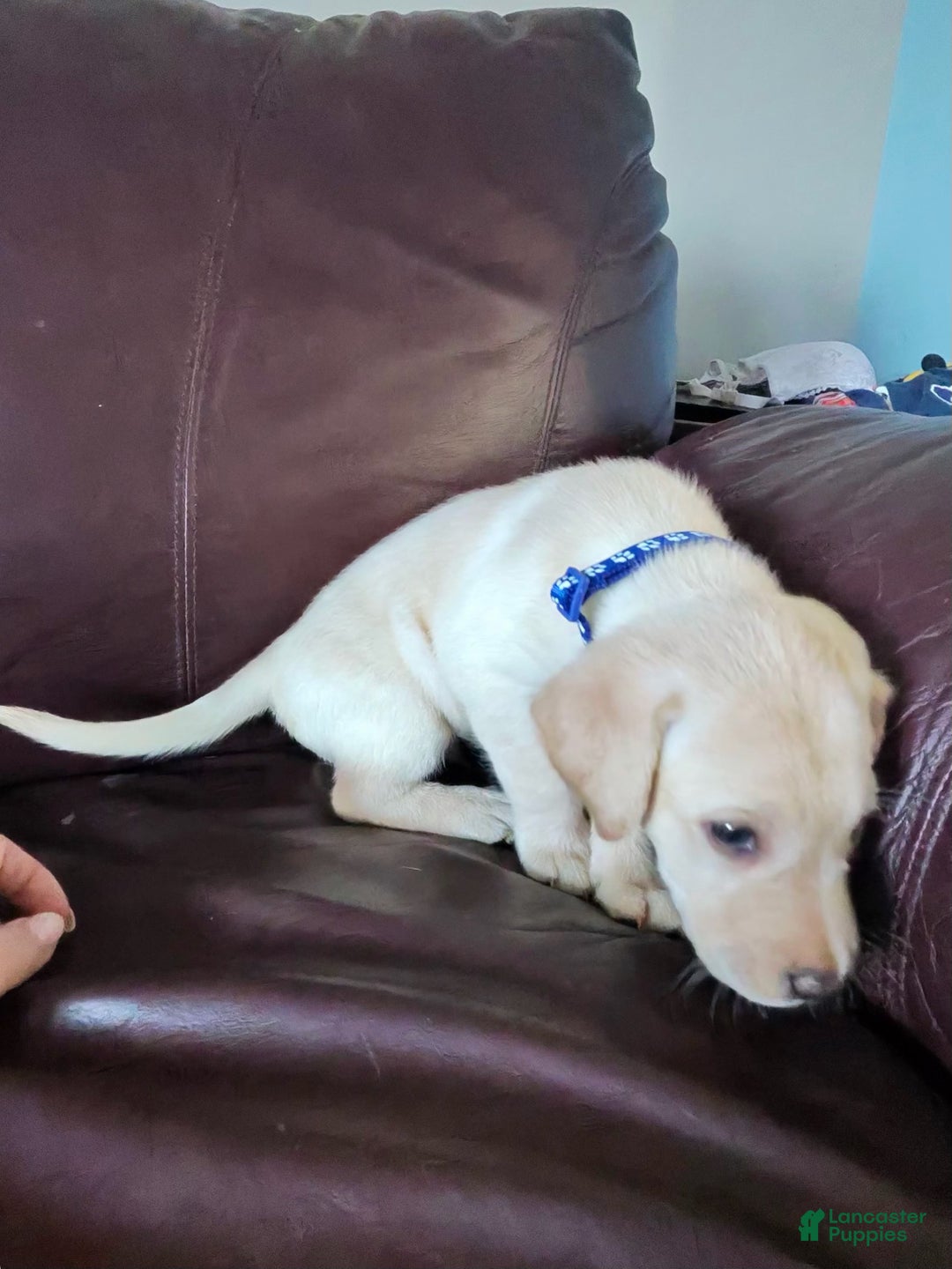 Mixed Breed dogs for sale: Carmella / Cinimini / Honey / Albany / Mini zoo / midnight - Ad 32