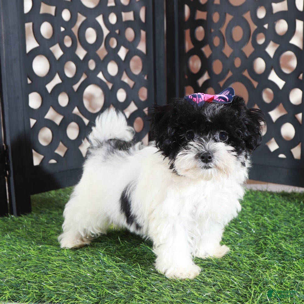 Maltipoo dogs Peaches Pretty Toy Maltipoo - Ad 1