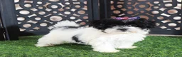 Maltipoo dogs for sale: Peaches Pretty Toy Maltipoo - Ad 1