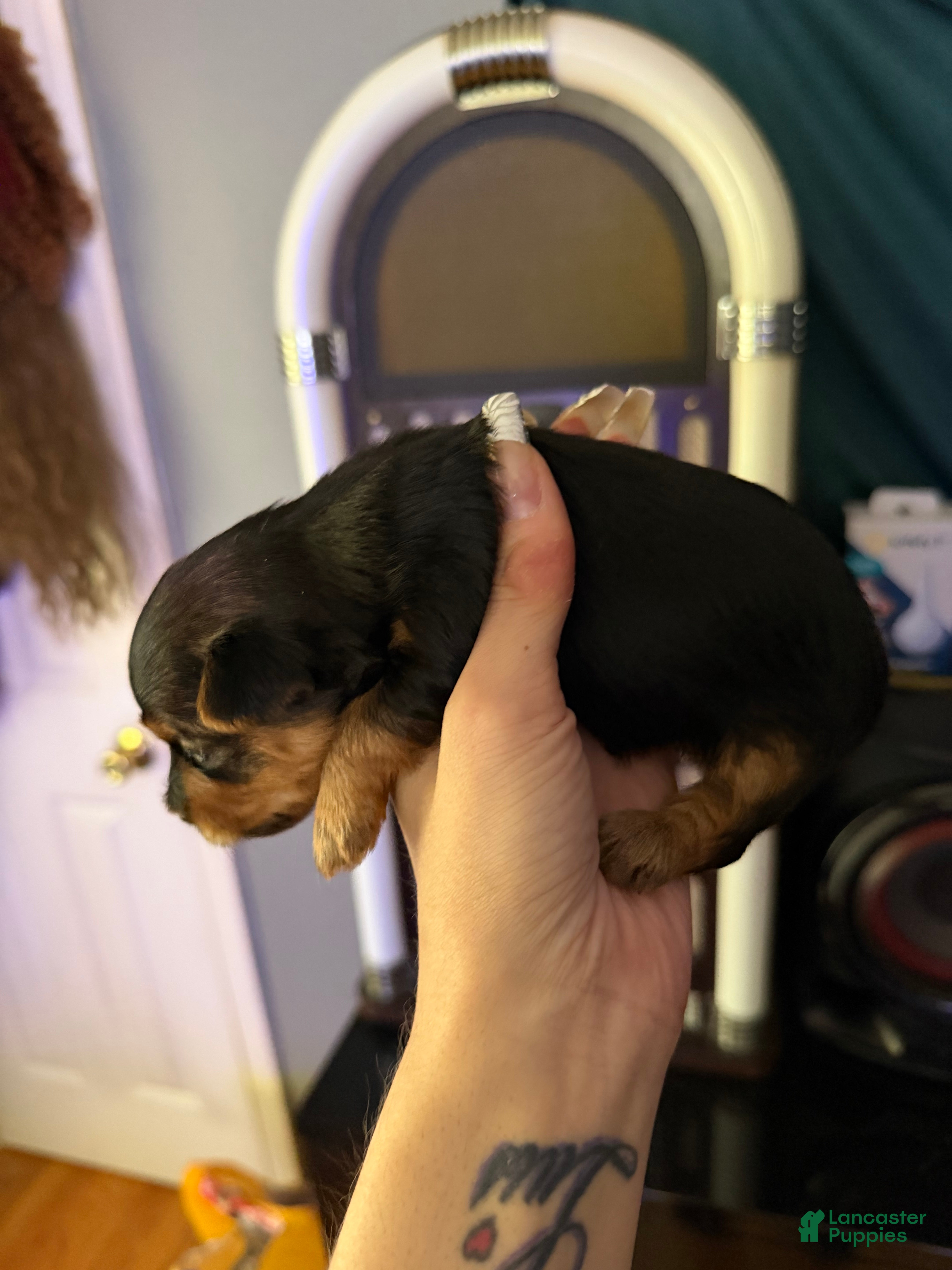 Yorkshire Terrier dogs Yorkshire Terrier Puppy 4 - Ad 42