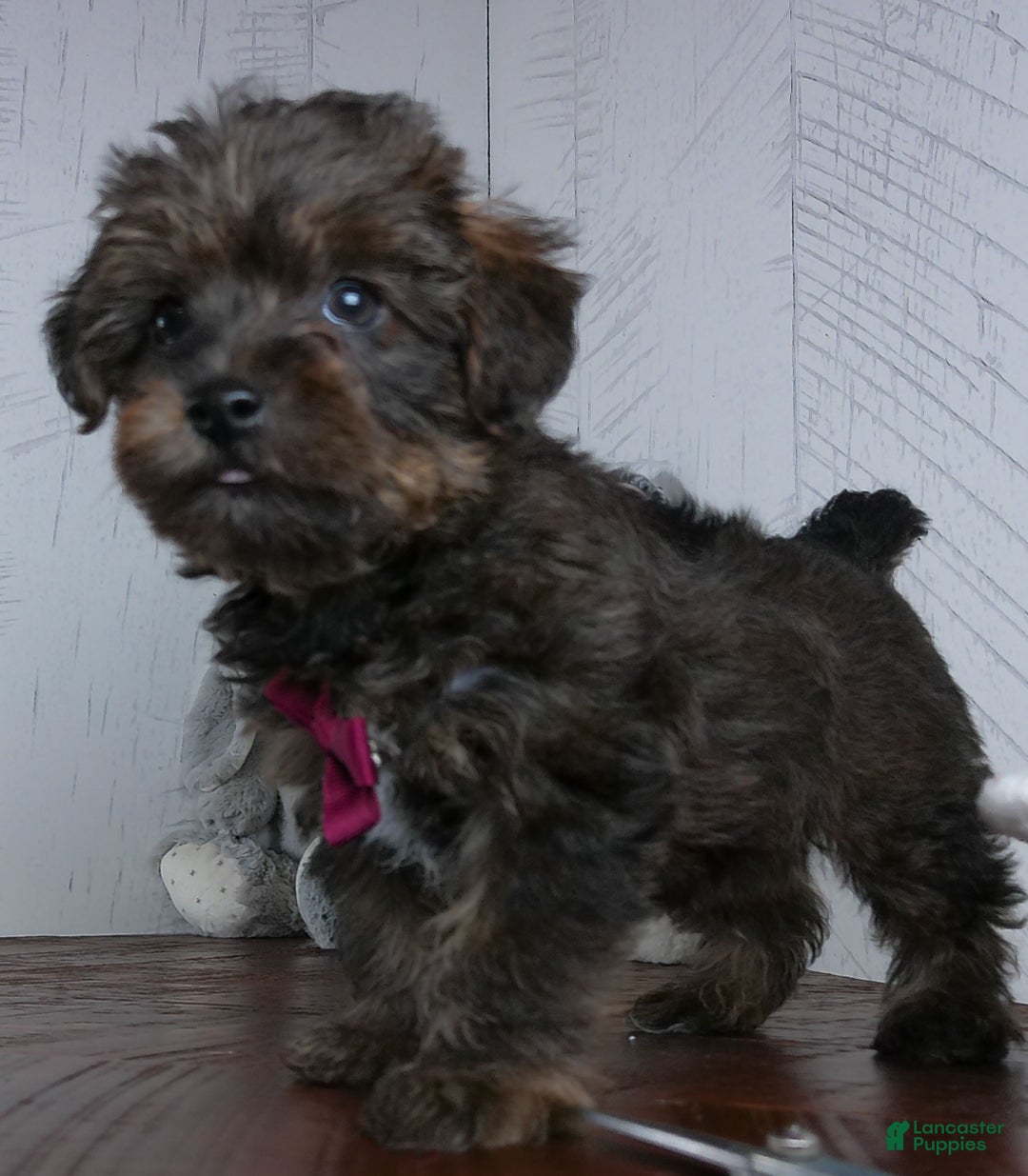 Yorkiepoo dogs for sale: Toast - Ad 4