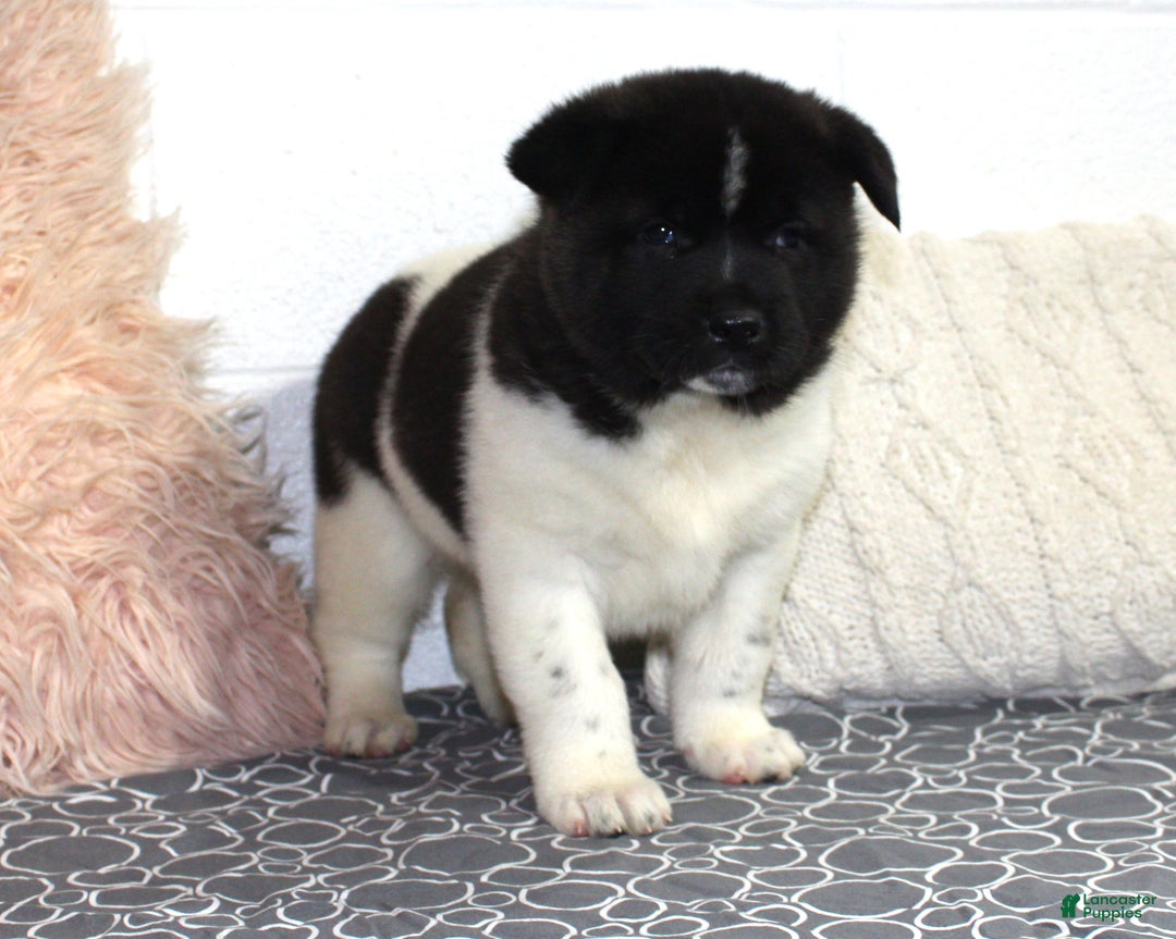 Akita dogs for sale: Dolley - Ad 21