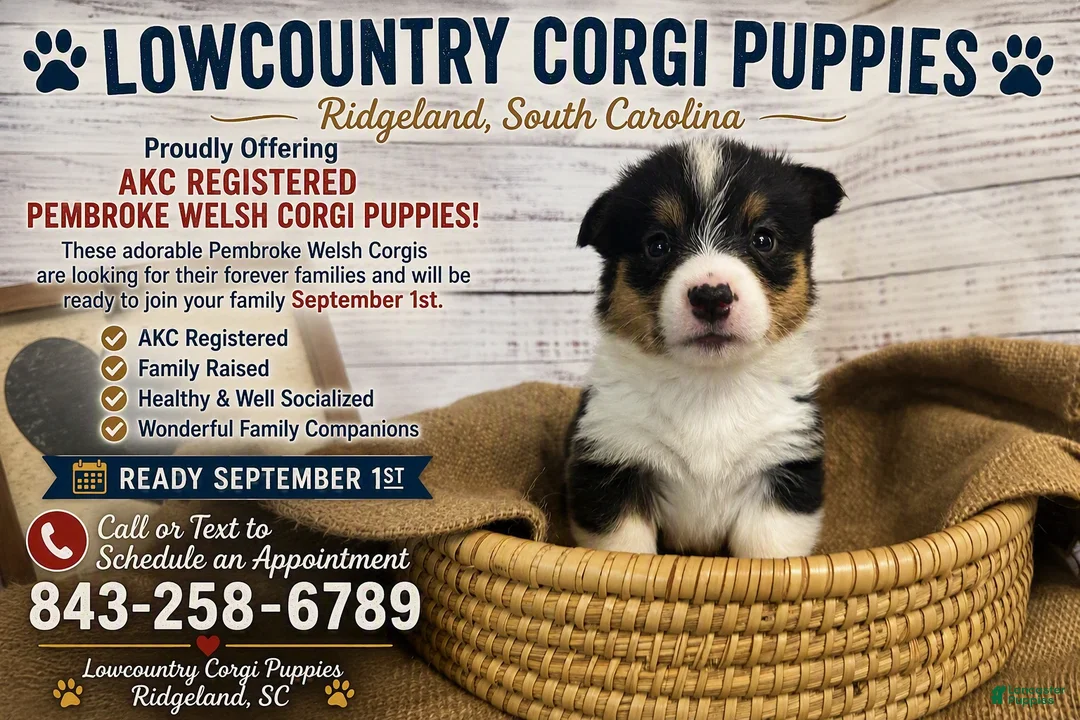 Welsh Corgi Pembroke dogs for sale: Welsh Corgi Pembroke 8 - Ad 1
