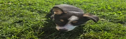 Mixed Breed dogs for sale: Jackie - Ad 7