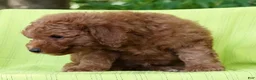 Mini Goldendoodle dogs for sale: Camden - Ad 4