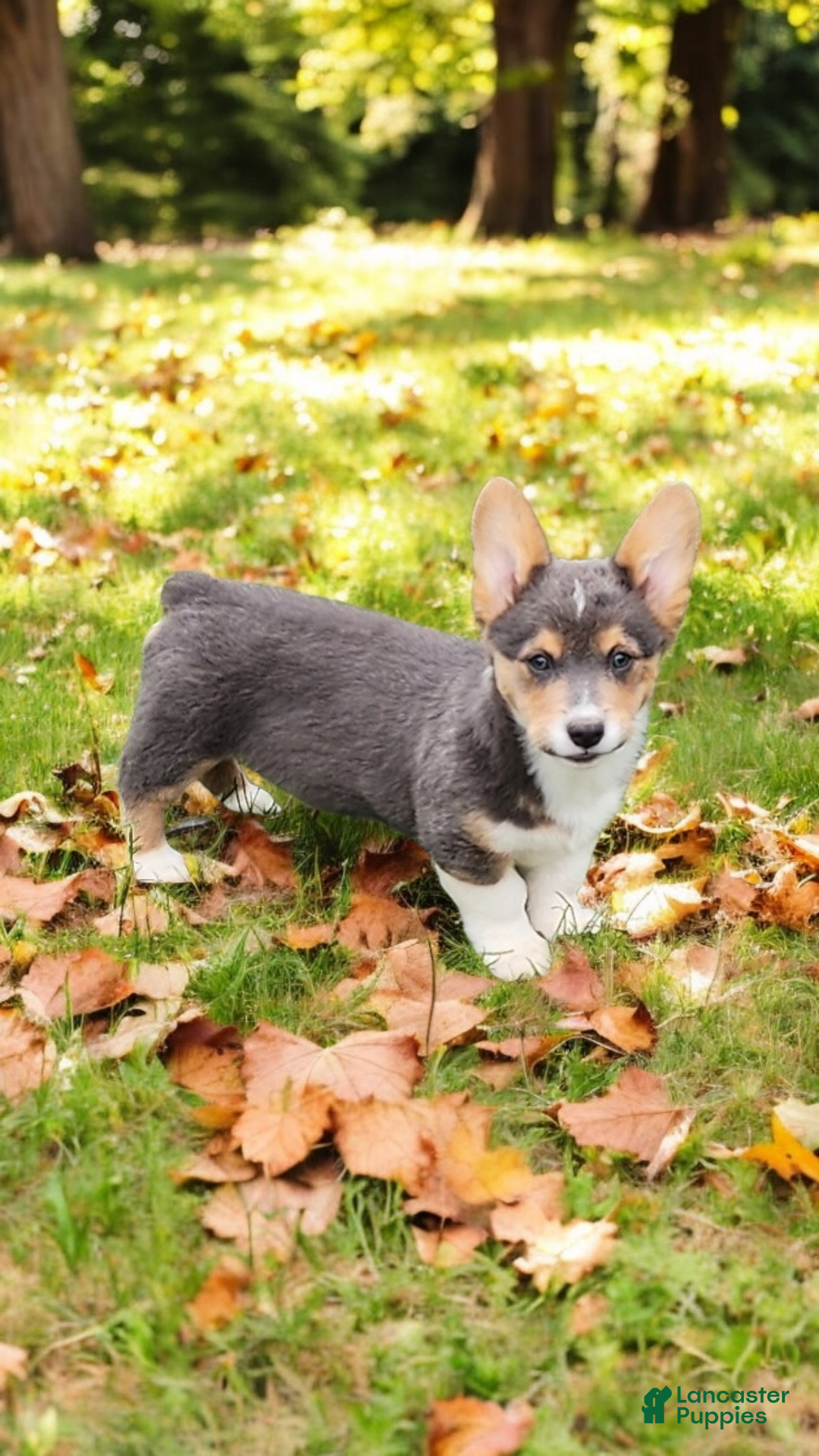 Welsh Corgi Pembroke dogs for sale: Abel Bluie - Ad 17