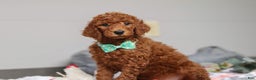 Standard Poodle dogs for sale: Maverick AKC - Ad 2