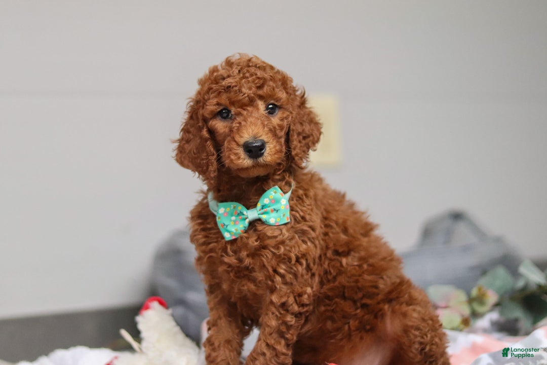 Standard Poodle dogs for sale: Maverick AKC - Ad 2